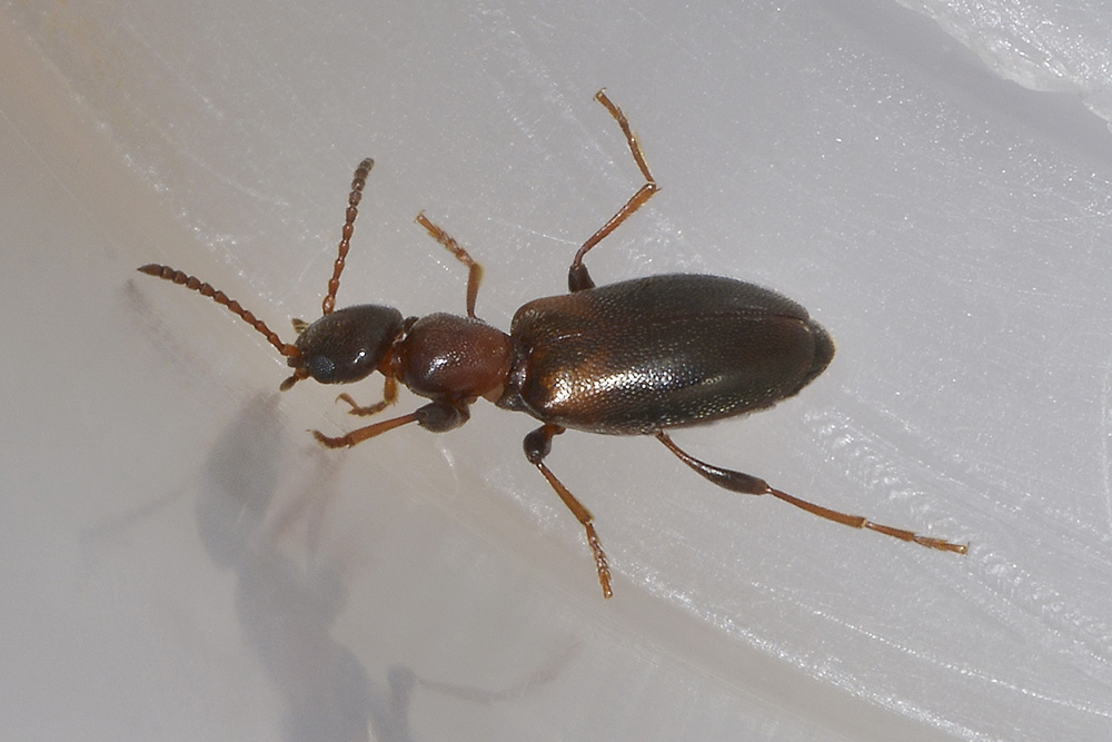 Anthicidae:  Omonadus floralis